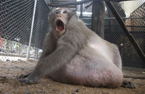 Aug 11, 2017 · Source - A once-obese primate is about to be released back into the wilderness — even if he’s still a chunky monkey. The beast, named “Uncle Fatty,” has been on a three-month-long diet, shrinking his girth from 59.5 pounds to 54.5 pounds – so an 8.4-percent weight loss, zookeepers in Bangkok said. “His tummy no longer drags on the ... 